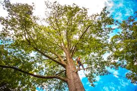 Hilo, HI  Tree Services Company