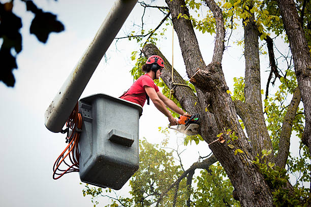 How Our Tree Care Process Works  in  Hilo, HI